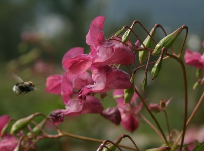 Hummel im Landeanflug