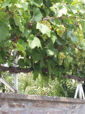 Weinanbau an der Mosel