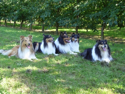 Collies