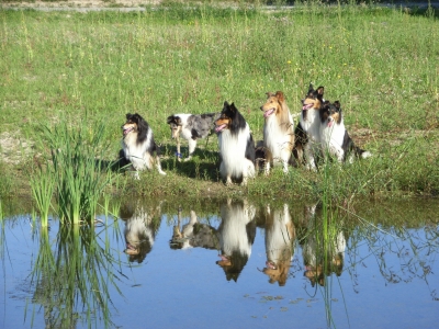 Collies am See