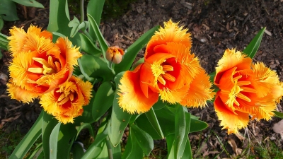 Tulpen