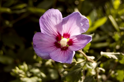 Hibiskus