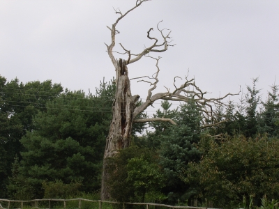 Ein toter Baum