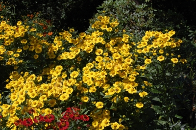 Blütenmeer im Schlosspark