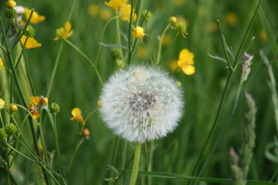 Pusteblume