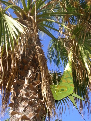 Drachen verfangen in einer Palme