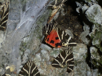 Im Tal der Schmetterlinge