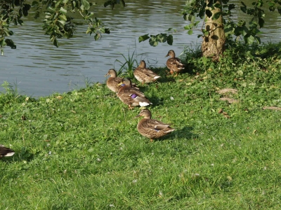 Enten