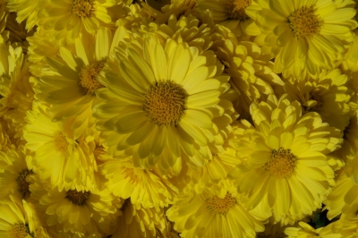 gelbe Blüten überall
