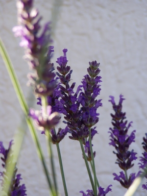 Lavendel