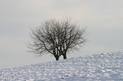 Baum im Schnee