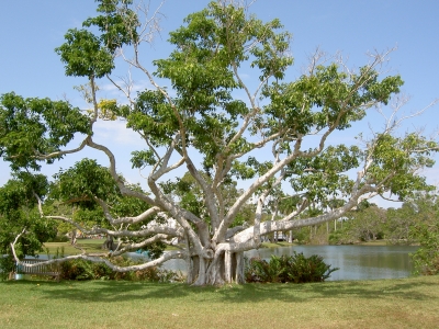 Baum in Miami