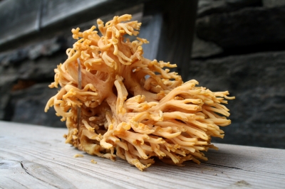 korallenpilz