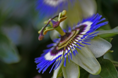 Schöne blaue Blume
