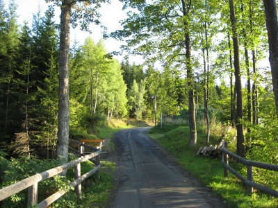 Einzigartiger Waldweg
