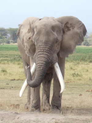 Elefant im Amboseli-Nationalpark (Kenia) 1