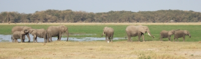 Elefantenherde im Amboseli-Nationalpark (Kenia)