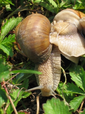 Zwei Schnecken