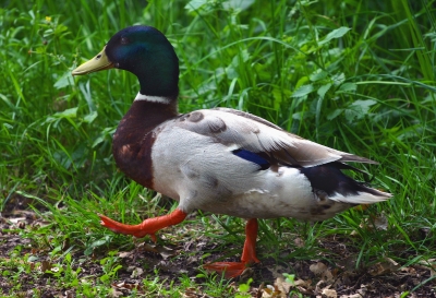 Alfred auf Entdeckungs Tour