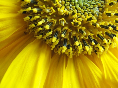 Sonnenblume - Teilansicht