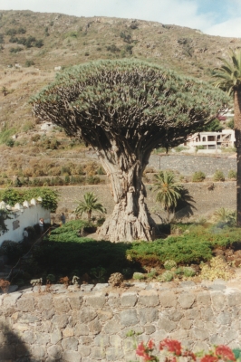 Icod de los Vinos - Drachenbaum