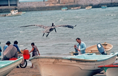 Pelikan auf Fischsuche