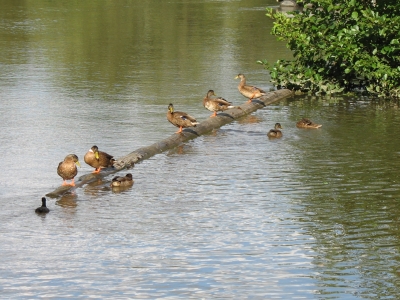 Fluß der Enten