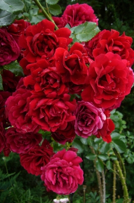 Rosenblüten