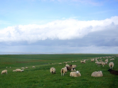 Schafe am Deich in Seefeld