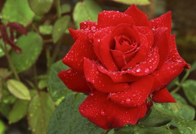 Regentropfenbenetzte rote Rose