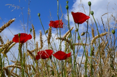 " Weizen mit Mohn"