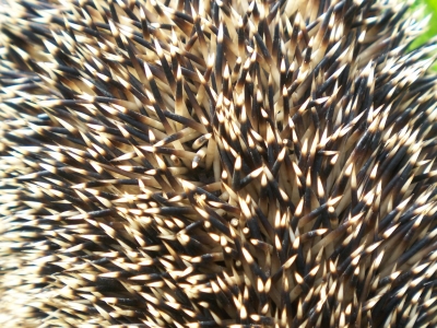 Igel 3