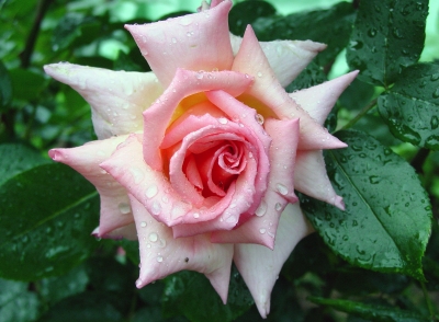 Rosa Rose im Regen