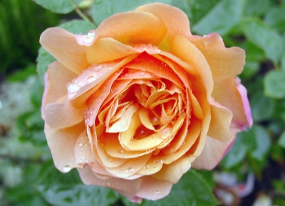 Orange Rose im Regen