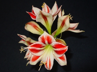 Amaryllis