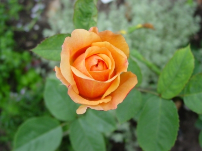 Rose -orange-