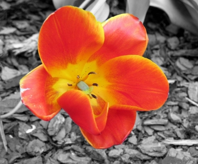 Tulpe in orange-gelb