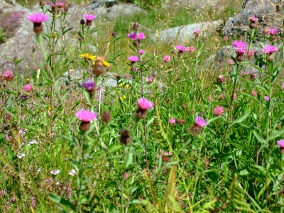 Blumenwiese