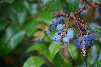 Gartenbeeren