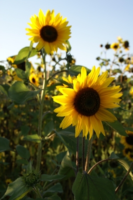 Sonnenblumen in der Pfalz