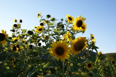Sonnenblumen in der Pfalz