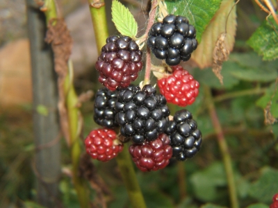 Brombeeren