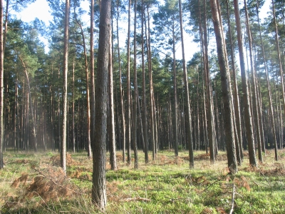 WALD IM Spätsomer 2