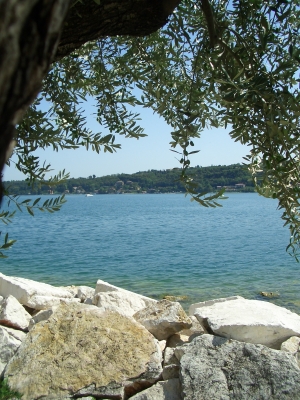 Gardasee durch Olivenbaum