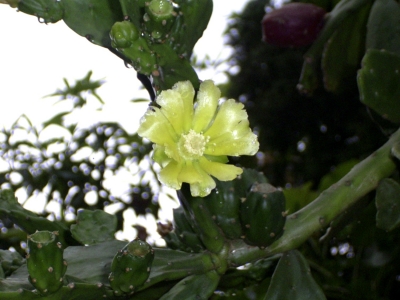 Kaktusblüte in Paraguay