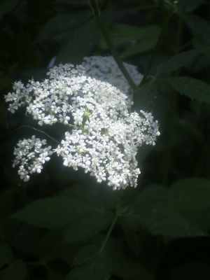 Lichtspiel an weißen Blüten