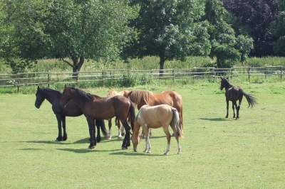 Pferdegruppe