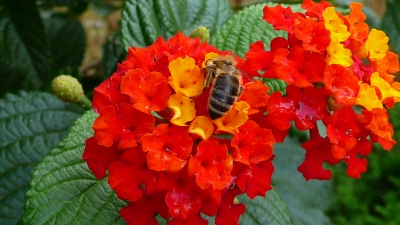 Verwandlungsröschen mit Biene