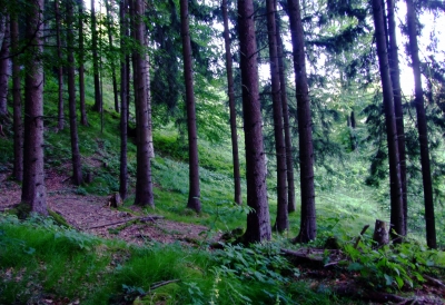 Wald am Berg