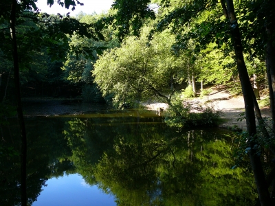 Oppermannweiher im Rheingau